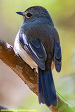 magpie robin